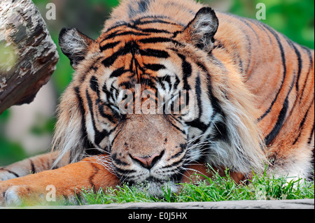 Tigre de Sumatra (Panthera tigris sumatrae, Panthera sumatrae), homme Banque D'Images