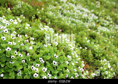 Dwarf Cornel fleurs blanches de Laponie Banque D'Images