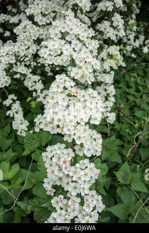 L'Aubépine fleurs sur Hawthorn Bush Banque D'Images