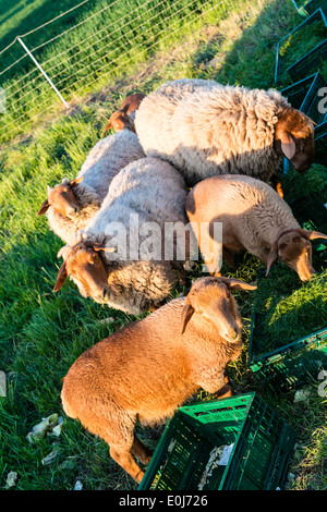 Moutons nourris Banque D'Images