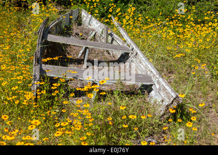 La vague d'or tickseed fleurs fleurs sauvages autour d'une vieille barque à Folly Beach, SC. Banque D'Images