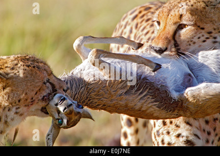 Deux jeunes guépards avec des proies, gazelle de Thompson, Masai Mara, Kenya (Acinonyx jubatus), (Eudorcas thomsonii) Banque D'Images