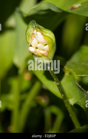 Angleterre du Sud-Est , Kent , printemps , fleurs , flore , arbres Allium ursinum ail d'ours ours buckrams bouton floral Banque D'Images