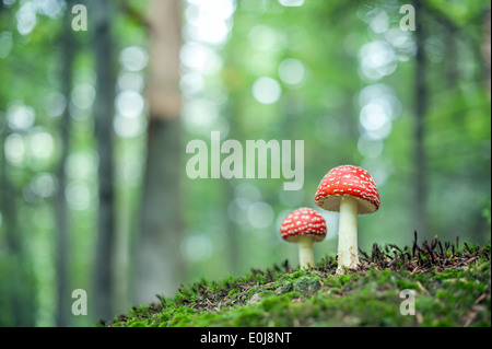 Fly agaric-forêt en close up Banque D'Images