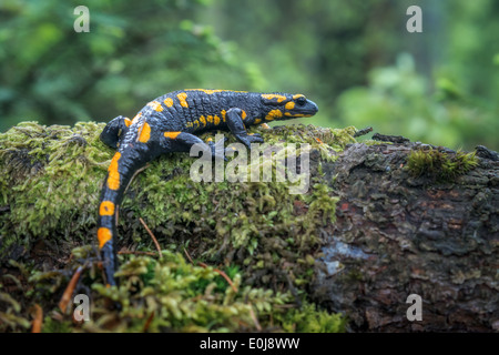 Salamandre dans les Carpates Banque D'Images