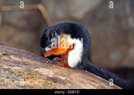 Asian tricolore (Callosciurus écureuil). Banque D'Images