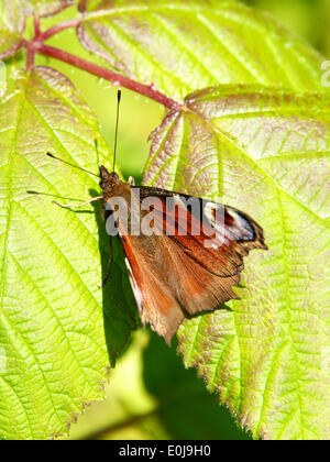 Reigate, Surrey. UK. Le mercredi 14 mai 2014. La flore et la faune dans les North Downs. Un Peacock Inachis io 'Papillon' repose sur des feuilles de mûrier au soleil à Reigate Hill, Surrey, le mercredi 14 mai 2014 : Crédit photo par Lindsay Le gendarme /Alamy Live News Banque D'Images