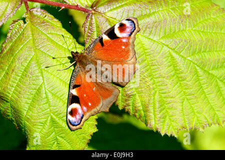 Reigate, Surrey. UK. Le mercredi 14 mai 2014. La flore et la faune dans les North Downs. Un Peacock Inachis io 'Papillon' repose sur des feuilles de mûrier au soleil à Reigate Hill, Surrey, le mercredi 14 mai 2014 : Crédit photo par Lindsay Le gendarme /Alamy Live News Banque D'Images