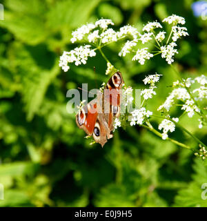 Reigate, Surrey. UK. Le mercredi 14 mai 2014. La flore et la faune dans les North Downs. Un Peacock Inachis io 'Papillon' repose sur cow parsley Anthriscus sylvestris 'fleurs' au soleil à Reigate Hill, Surrey, le mercredi 14 mai 2014 : Crédit photo par Lindsay Le gendarme /Alamy Live News Banque D'Images