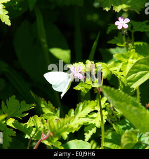 Reigate, Surrey. UK. Le mercredi 14 mai 2014. La flore et la faune dans les North Downs. Un papillon blanc veiné vert 'Pieris napi' repose sur une herbe Robert 'Geranium robertianum' Fleur au soleil à Reigate Hill, Surrey, le mercredi 14 mai 2014 : Crédit photo par Lindsay Le gendarme /Alamy Live News Banque D'Images