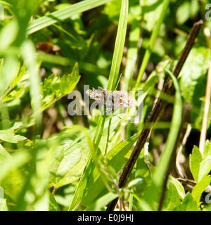 Reigate, Surrey. UK. Le mercredi 14 mai 2014. La flore et la faune dans les North Downs. Bordé d'un jour blanc 'Bupalus piniaria lépidoptère' repose au soleil sur brin d'herbe à Reigate Hill, Surrey, le mercredi 14 mai 2014 : Crédit photo par Lindsay Le gendarme /Alamy Live News Banque D'Images