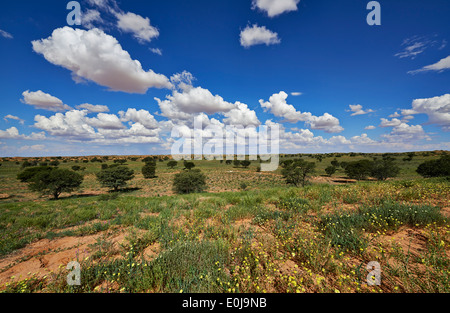 Paysage à Rooiputs Lodge, Kgalagadi Transfrontier Park, Kalahari, Afrique du Sud, Botswana, Africa Banque D'Images