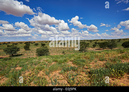 Paysage à Rooiputs Lodge, Kgalagadi Transfrontier Park, Kalahari, Afrique du Sud, Botswana, Africa Banque D'Images