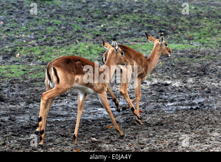 Deux l'Impala (Aepyceros melampus) courir loin rapidement Banque D'Images