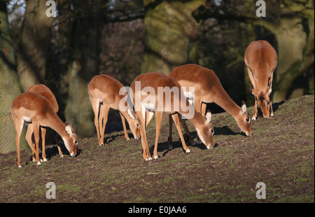 Groupe d'impalas 6 femelle (Aepyceros melampus) Banque D'Images