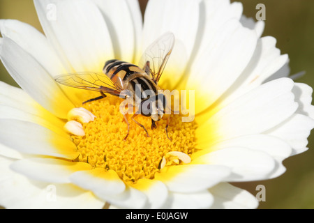 Close-up of a European hoverfly (Helophilus pendulus) se nourrissant sur une fleur Banque D'Images