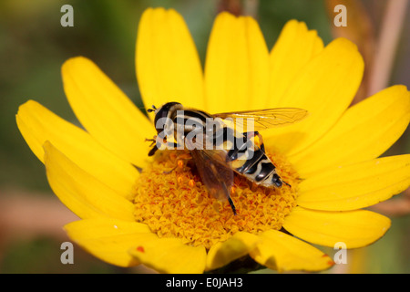 Close-up of a European hoverfly (Helophilus pendulus) se nourrissant sur une fleur Banque D'Images