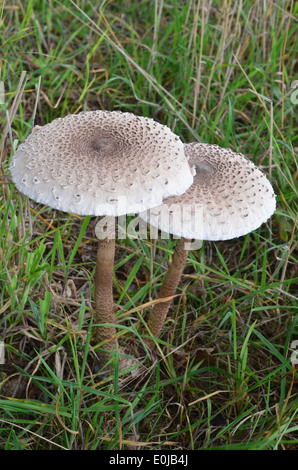 Parasol 2 champignons dans une prairie Banque D'Images