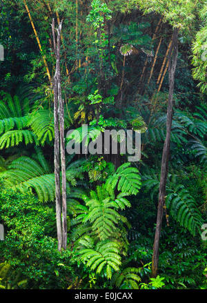 Le feuillage luxuriant jungle dans Akaka Falls Park on the Big Island, Hawaii Banque D'Images