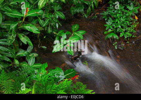 Le feuillage luxuriant Jungle et courant dans Akaka Falls Park on the Big Island, Hawaii Banque D'Images