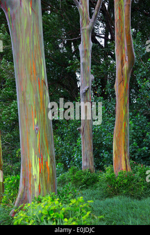 Les arbres de la route arc-en-ciel à Hana, Maui, Hawaii Banque D'Images