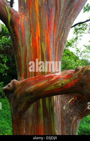 Les arbres de la route arc-en-ciel à Hana, Maui, Hawaii Banque D'Images