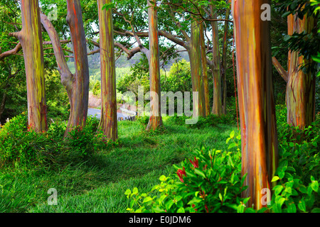 Les arbres de la route arc-en-ciel à Hana, Maui, Hawaii Banque D'Images