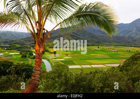 Portrait de champs de taro et la vallée de l'affût d'Hanalei Kauai, Hawaii Banque D'Images