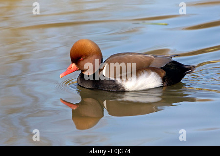 Kolbenente - Netta rufina, Red-crested Pochard Banque D'Images