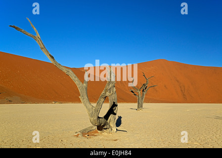 Deadvlei, Dead Vlei, Sossusvlei, Namibie, Afrique Banque D'Images