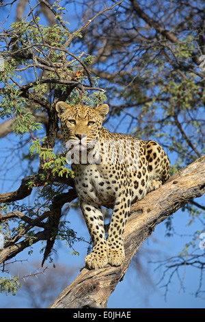 Leopard (Panthera pardus) haelt Ausschau am Abend auf einem Baum , Khomas Region, Namibie, Afrique Banque D'Images