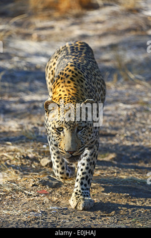 Leopard dans Landschaft, Namibie, Afrique Banque D'Images