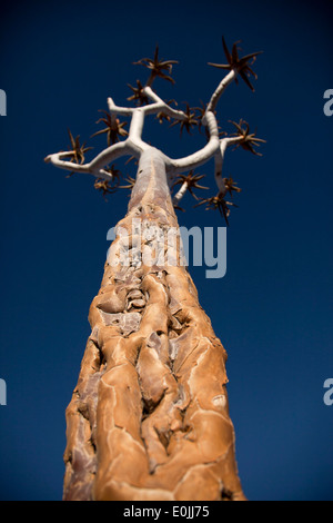 Quiver Tree ou kokerboom (Aloe dichotoma) à Fish River Canyon / |Ai-|Richtersveld Transfrontier Park ais, Namibie, Afrique Banque D'Images