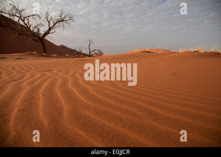 Des pistes d'animaux dans le sable des dunes de Sossusvlei, le Namib Naukluft Park, Namibie, Afrique Banque D'Images