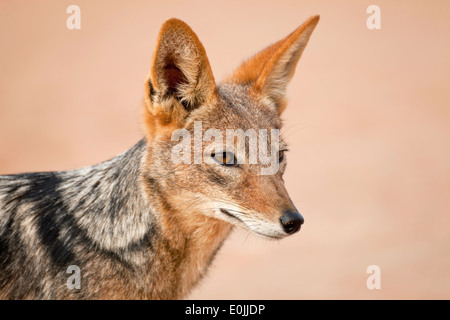 Le chacal à dos noir (Canis mesomelas), Namib Naukluft Park, Namibie, Afrique Banque D'Images