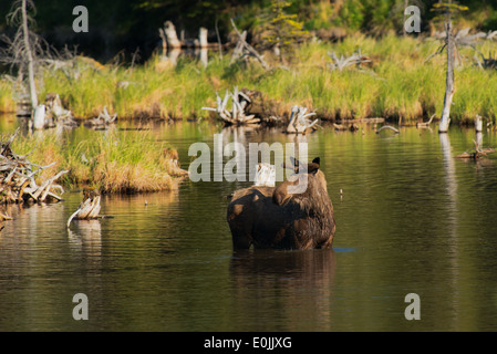 Jeune orignal mâle se nourrissant dans un étang près de Denali National Park, Alaska Banque D'Images