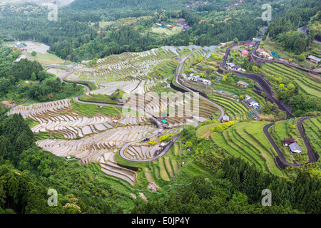 Maruyama Senmaida Rizières au Japon Banque D'Images