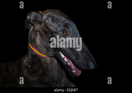 L'Espagnol greyhound, 9 mois, portrait sur fond noir Banque D'Images