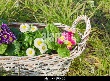 Fleurs, primevères, pâquerettes , en blanc panier tressé dans l'herbe ,Vue de dessus Banque D'Images