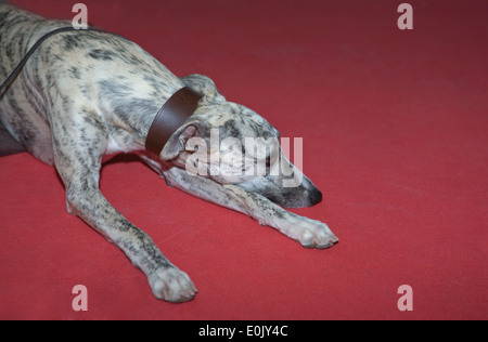 L'Espagnol greyhound, 9 mois, portrait sur fond rouge Banque D'Images