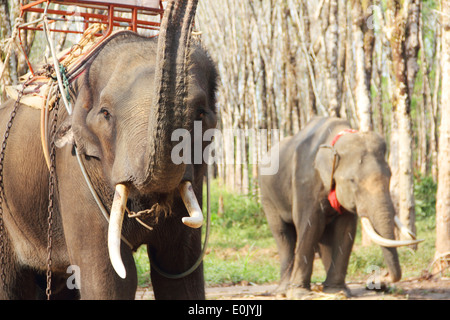 Les éléphants qui travaillent sur la plantation d'arbres de caoutchouc en Thaïlande Banque D'Images