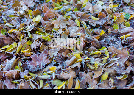 Frosty feuilles sur le sol de la forêt en automne comme le hêtre et sycomore leaf en Royaume-Uni