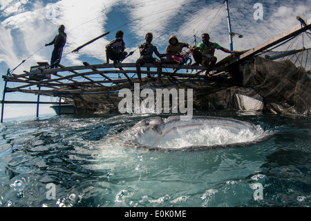 Les pêcheurs locaux sur bagan (bateau de pêche avec filets et plate-forme) avec un requin baleine, Cenderawasih Bay, Guinée (Rhincodon typus) Banque D'Images