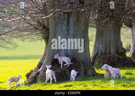 Moutons et agneaux, Ovis aries, dans les Cotswolds, Gloucestershire, Royaume-Uni Banque D'Images