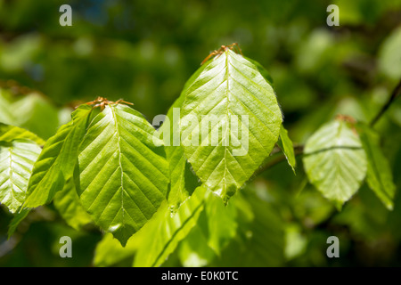 Feuilles de hêtre, Fagus sylvatica, sur un arbre en bois Bruern dans les Cotswolds, Oxfordshire, UK Banque D'Images