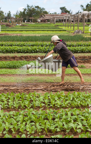 Workers les cultures dans une ferme biologique à la périphérie de Hoi An, Vietnam Banque D'Images