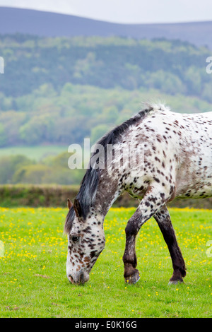 Couleur rouanne pony, Equus caballus, le pâturage dans le domaine de la renoncule sur Exmoor à Somerset, Royaume-Uni Banque D'Images