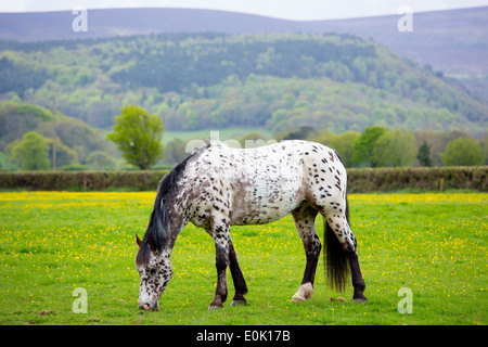 Couleur rouanne pony, Equus caballus, le pâturage dans le domaine de la renoncule sur Exmoor à Somerset, Royaume-Uni Banque D'Images