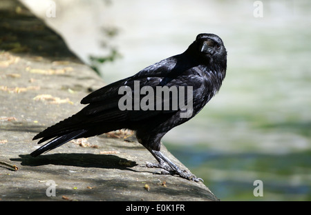 Close-up of a curious Raven Crow ou à la recherche de nourriture et en face de la photographie eye-to-eye Banque D'Images