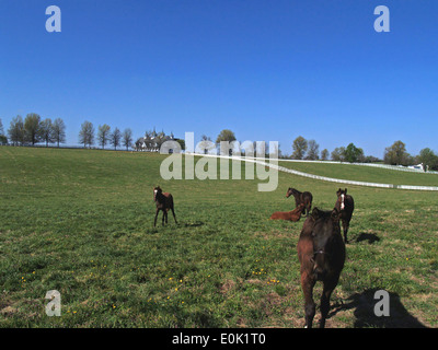 Foals et yearlings sur un pur-sang,ferme,Lexington Kentucky Banque D'Images